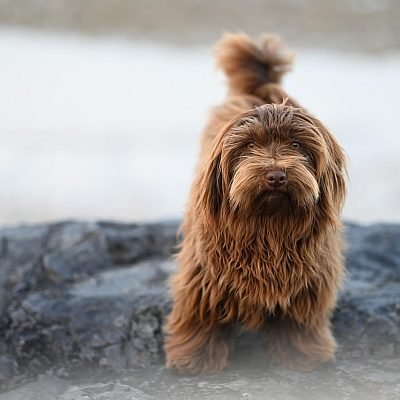 Dog stood on a rock