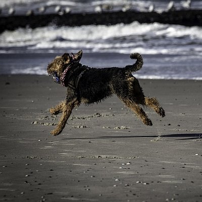 Dog on Cornwall beach in Autumn