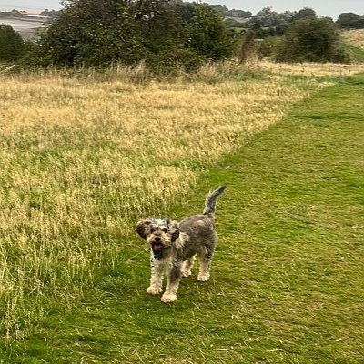 Dog enjoying a walk